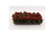 Kalanchoe blossfeldiana gevuld rubio red Kalanchoe Double Red, without 