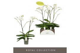 Phalaenopsis wit Theatro Classico 2 spike 14 bl. 2 tak/plnt 2000 gram