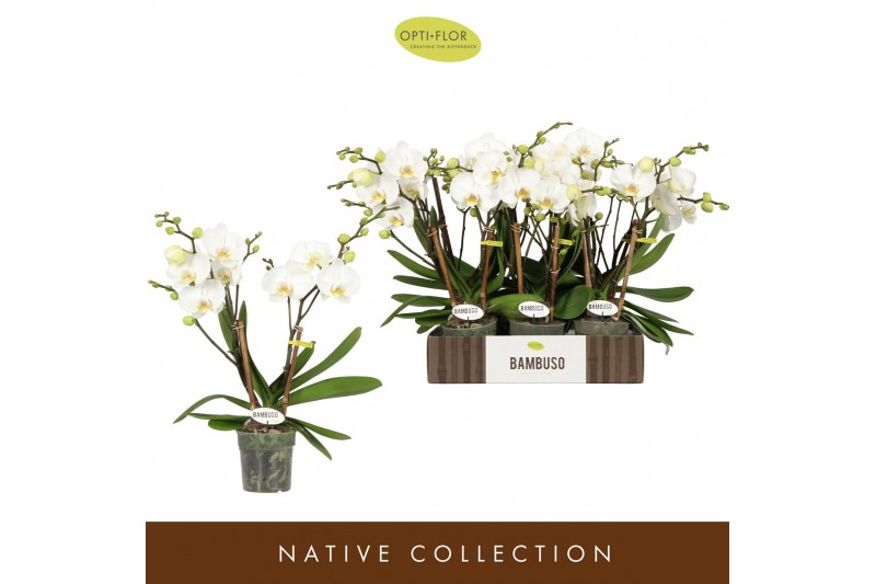 Phalaenopsis wit Bambuso Inyo 2 spike30 bl. 2 tak/plnt 