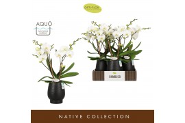 Phalaenopsis wit Bambuso Inyo 2 spike in Abruzzo Black Aquo30 bl. 2 ta