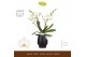 Phalaenopsis wit Bambuso Inyo 2 spike in Abruzzo Black Aquo30 bl. 2 ta 