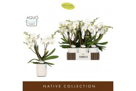 Phalaenopsis wit Bambuso Inyo 2 spike in Molise White Aquo30 bl. 2 tak