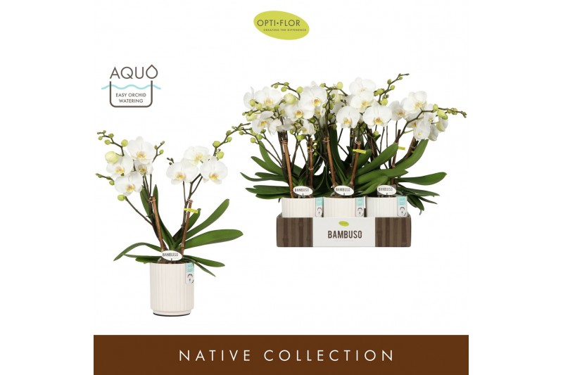 Phalaenopsis wit Bambuso Inyo 2 spike in Molise White Aquo30 bl. 2 tak 
