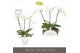Phalaenopsis wit Theatro Classico 3 spike in Abruzzo White Aquo 24 bl. 