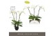Phalaenopsis wit Theatro Classico 3 spike in Emilia Dark Brown Aquo 24 