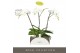 Phalaenopsis wit Theatro Classico 3 spike in Emilia Dark Brown Aquo 24 