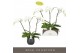 Phalaenopsis wit Theatro Classico 3 spike in Esra Graphite 24 bl. 3 ta 