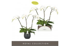 Phalaenopsis wit Theatro Classico 3 spike in Esra Graphite 24 bl. 3 ta