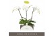Phalaenopsis wit Theatro Classico 3 spike in Esra Graphite 24 bl. 3 ta 