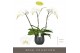 Phalaenopsis wit Theatro Classico 3 spike in Esra Graphite 24 bl. 3 ta 