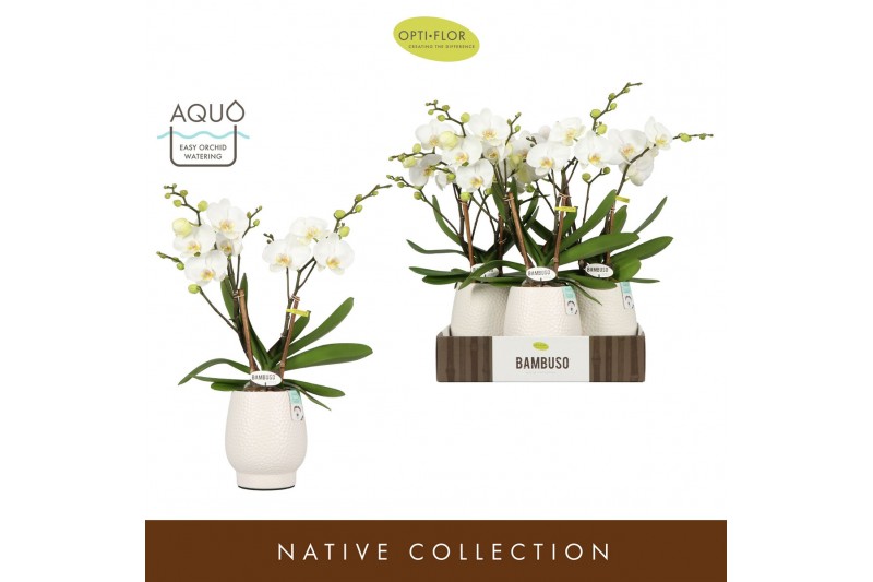 Phalaenopsis wit Bambuso Inyo 2 spike in Abruzzo White Aquo 30 bl. 2 t 