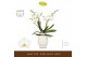 Phalaenopsis wit Bambuso Inyo 2 spike in Abruzzo White Aquo 30 bl. 2 t 