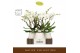 Phalaenopsis wit Bambuso Inyo 2 spike in Abruzzo White Aquo 30 bl. 2 t 