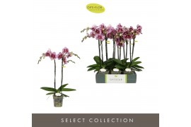 Phalaenopsis paars Optistar Prince 2 spike15 bl. 2 tak/plnt