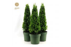 Ilex crenata jenny Ilex crenata Jenny® Pyramid 55cm P21