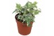 Hedera helix white ripple Hedera helix White Ripple5.0 - 7.4  cm 7 pp 