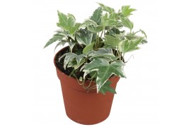Hedera helix white ripple Hedera helix White Ripple5.0 - 7.4  cm 7 pp