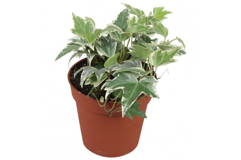 Hedera helix white ripple Hedera helix White Ripple5.0 - 7.4  cm 7 pp 