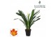 Clivia miniata Clivia Flandresse® Strong! Extra orange 1 pp 40 cm diam 