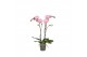 Phalaenopsis anthura padova Funda P12 Padova 2 spike 18 bl. 2 tak/plnt 