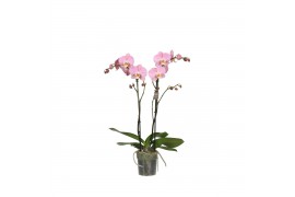Phalaenopsis anthura padova Funda P12 Padova 2 spike 18 bl. 2 tak/plnt