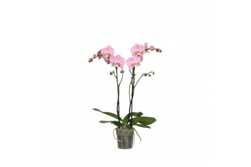 Phalaenopsis anthura padova Funda P12 Padova 2 spike 18 bl. 2 tak/plnt 