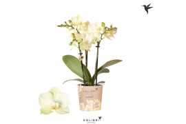 Phalaenopsis multiflora geel Kolibri Orchids Phalaenopsis Mexico 3 spi