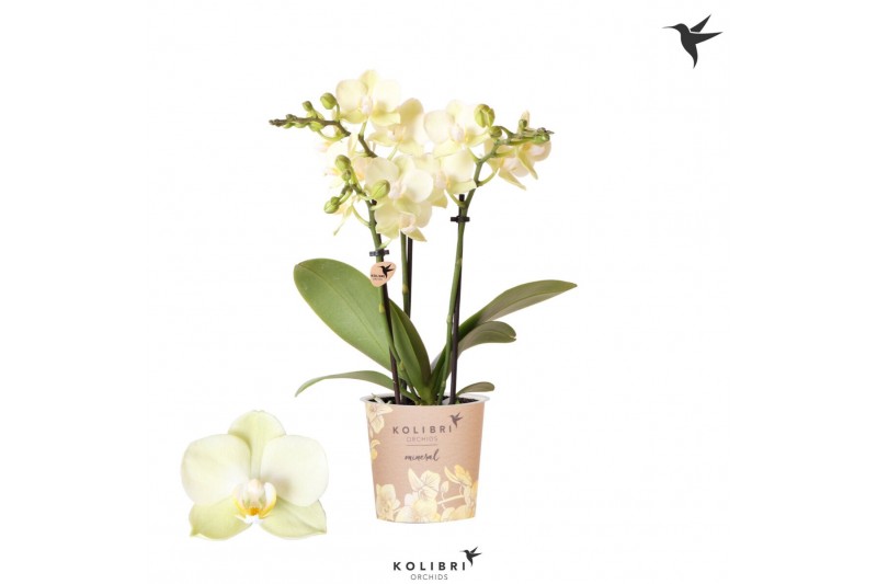 Phalaenopsis multiflora geel Kolibri Orchids Phalaenopsis Mexico 3 spi 