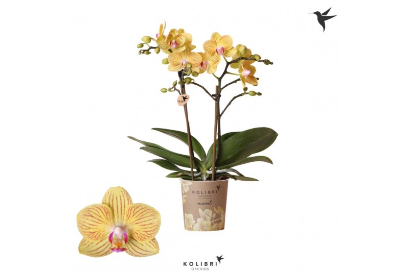 Phalaenopsis anthura lima Kolibri Orchids Phalaenopsis Lima 2 spike20  