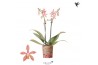 Phalaenopsis multiflora oranje Kolibri Orchids Phalaenopsis Spider ora