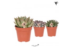 Echeveria Kolibri Greens Succulenten Echeveria mix1 pp