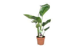 Strelitzia nicolai Strelitzia Nicolaizonder bloem bl. 2 pp