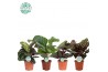 Calathea mix Calathea Gemengd p14