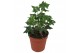 Hedera ivalace helix Hedera helix Ivalace5.0 - 7.4  cm 7 pp 