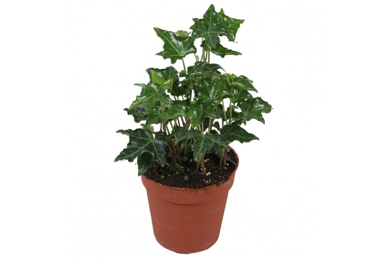 Hedera ivalace helix Hedera helix Ivalace5.0 - 7.4  cm 7 pp 