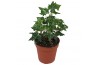 Hedera ivalace helix Hedera helix Ivalace5.0 - 7.4  cm 7 pp