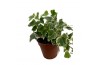 Hedera helix white wonder Hedera helix White Wonder5.0 - 7.4  cm 7 pp