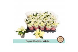 Euphorbia pul. alaska Euph. Poinsettia Mini Alaska White in Sleeve1 bl