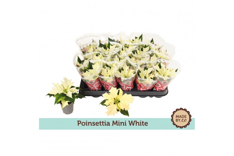 Euphorbia pul. alaska Euph. Poinsettia Mini Alaska White in Sleeve1 bl 