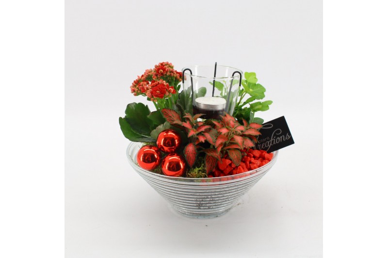 Arrangementen kamerplanten BAXM-2504R Xmas Fundamentals 3 pp 