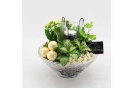 Arrangementen kamerplanten BAXM-2504W Xmas Fundamentals 3 pp