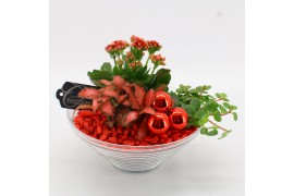 Arrangementen kamerplanten BAXM-2501R Xmas Fundamentals 3 pp