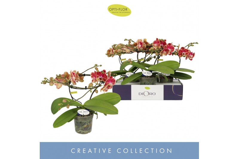 Phalaenopsis Dioro Magnifique 2 spike16 bl. 2 tak/plnt 