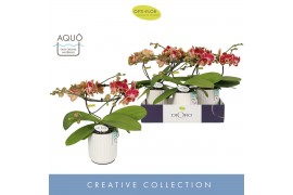 Phalaenopsis Dioro Magnifique 2 spike in Molise White Aquo16 bl. 2 tak