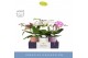 Phalaenopsis mix Dioro Mix 2 spike in Molise Mix Aquo16 bl. 2 tak/plnt 