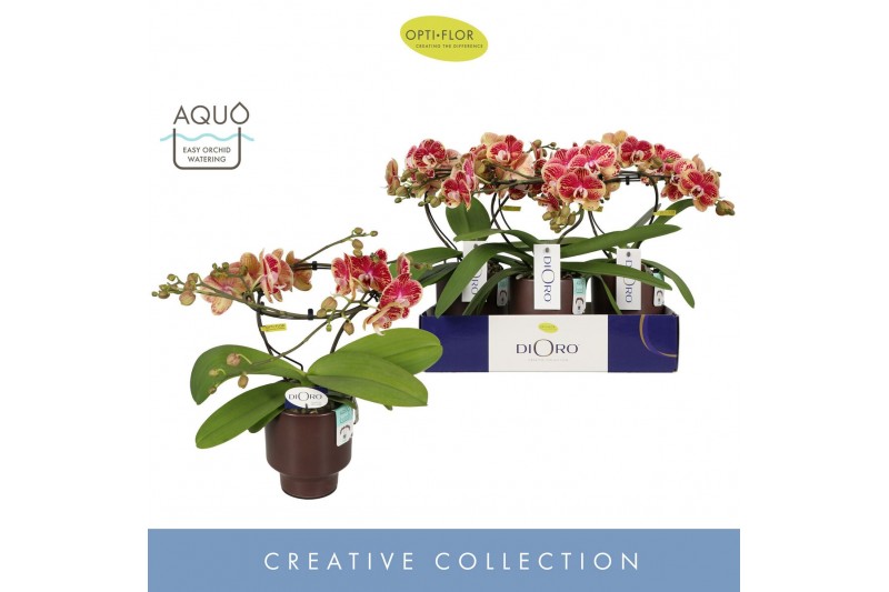 Phalaenopsis Dioro Magnifique 2 spike in Emilia Brown Aquo 16 bl. 2 ta 