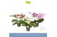 Phalaenopsis mix Dioro Mix 2 spike 16 bl. 2 tak/plnt 