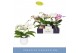 Phalaenopsis mix Dioro Mix 2 spike in Anja Mix 16 bl. 2 tak/plnt 1000  