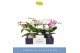 Phalaenopsis mix Dioro Mix 2 spike in Anja Mix 16 bl. 2 tak/plnt 1000  