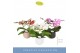 Phalaenopsis mix Dioro Mix 2 spike in Anja Mix 16 bl. 2 tak/plnt 1000  